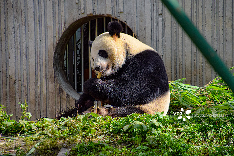 四川阿坝耿达镇卧龙中华大熊猫苑神树坪基地照片图片素材