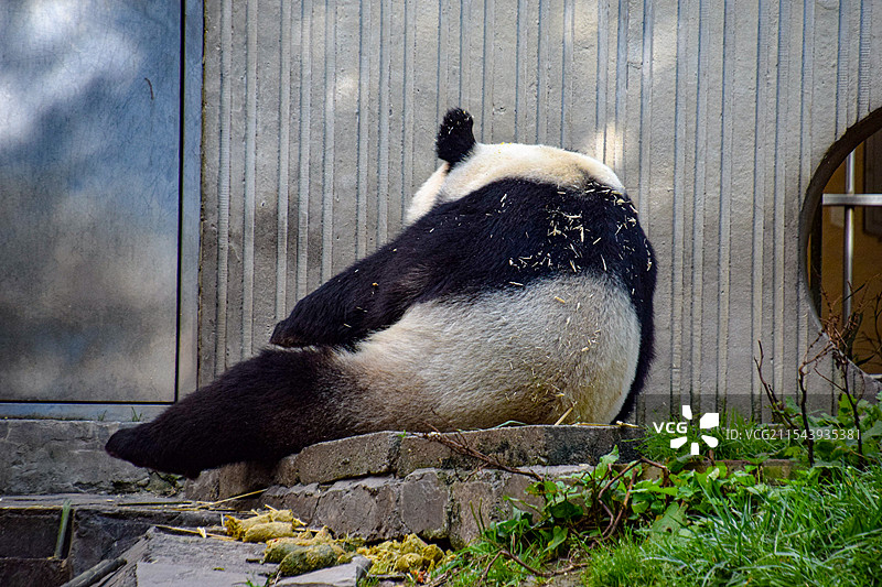 四川阿坝耿达镇卧龙中华大熊猫苑神树坪基地照片图片素材