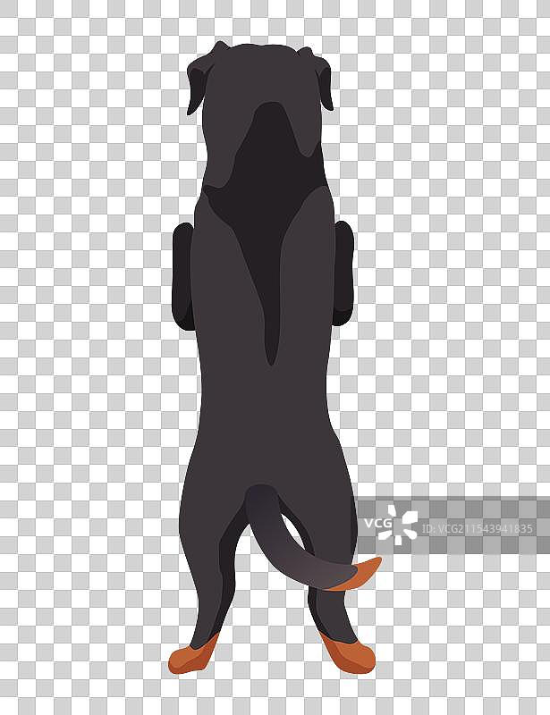 狗挂在边界上，背面全身平视图图片素材