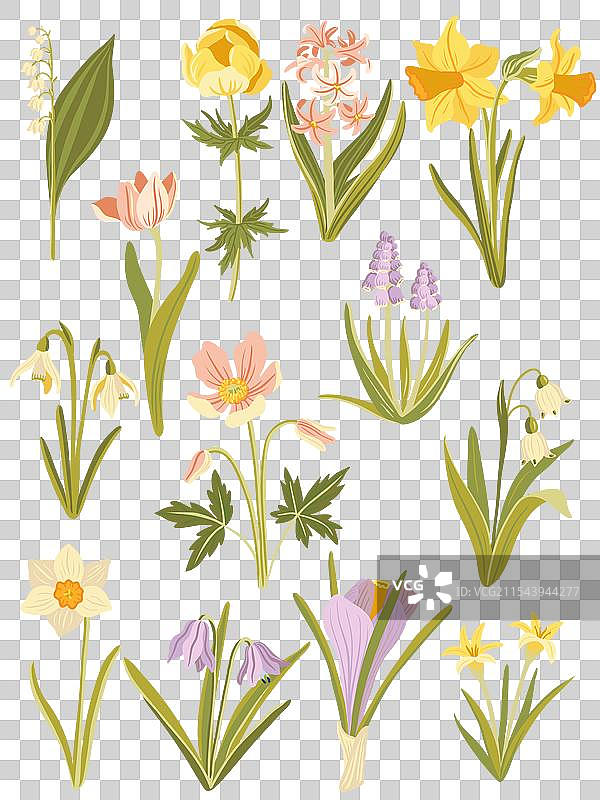 绘制野花图片素材