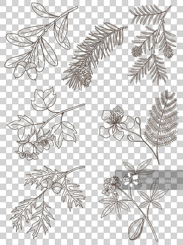 树枝的绘画图片素材