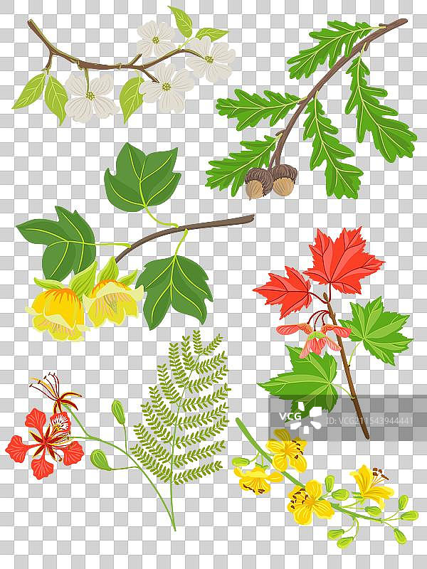 树枝的绘画图片素材