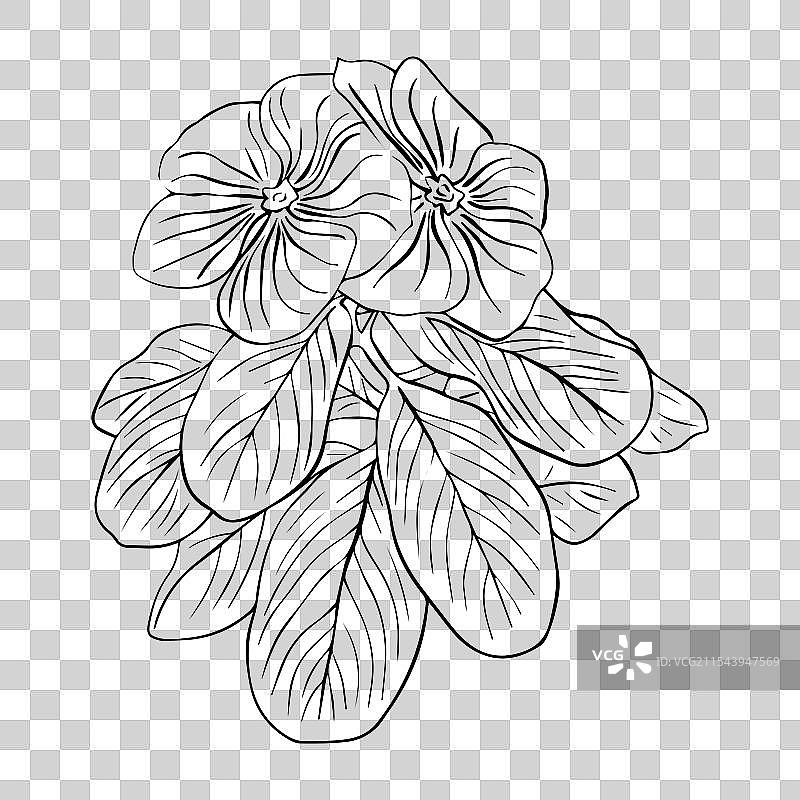 含羞草花卉与叶子的花艺安排图片素材