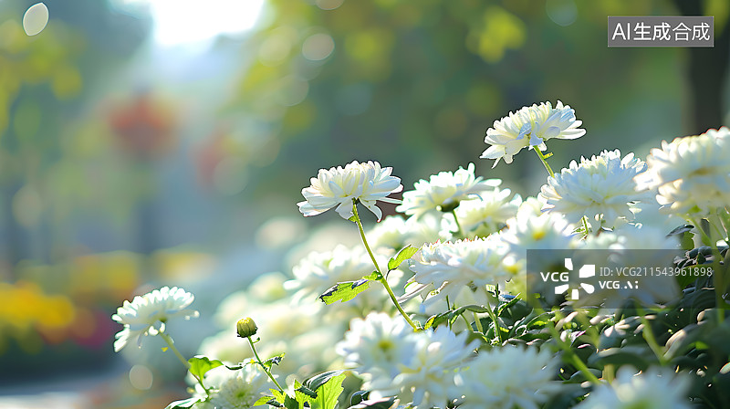 【AI数字艺术】白色的菊花绽放秋天清明悲伤图片素材
