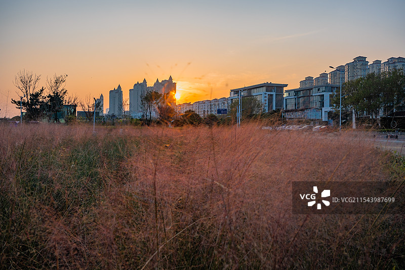 青岛金沙滩公园 粉黛乱子草图片素材