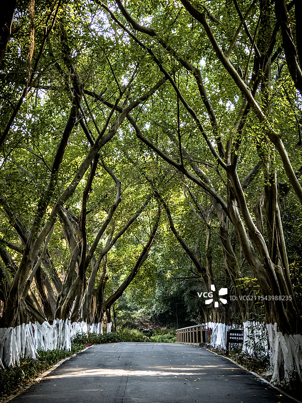 大夫山森林公园图片素材