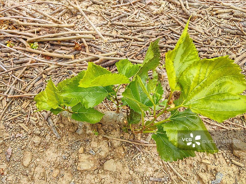 桑叶树桑树树苗图片素材
