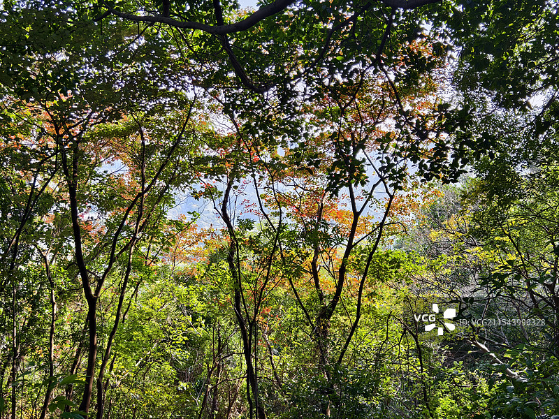 广州云台花园秋天树木的低角度视图图片素材