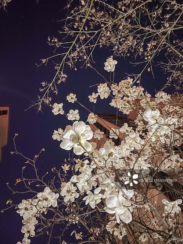 春季白色樱花特写图片素材