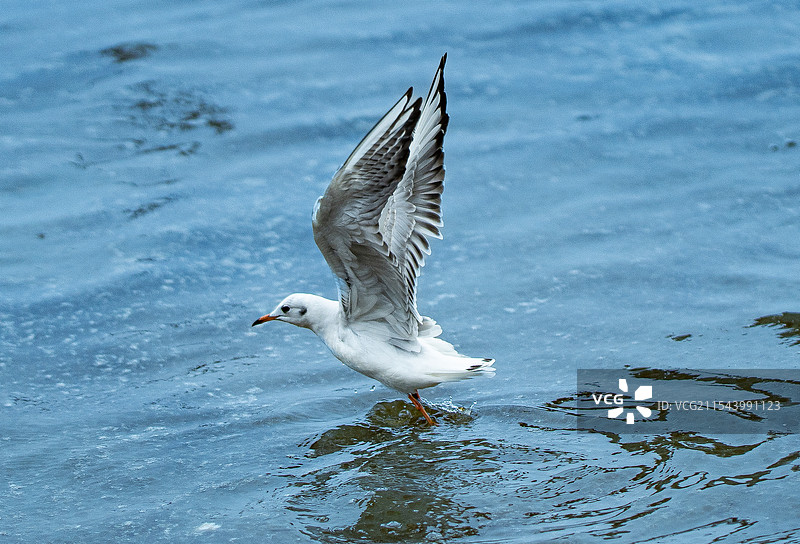 深圳湾展翅的海鸥图片素材