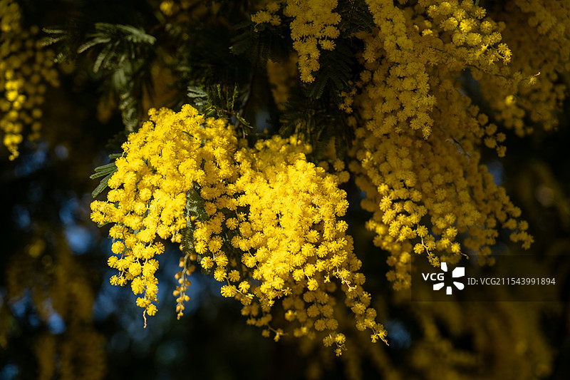 阳光下的金合欢图片素材