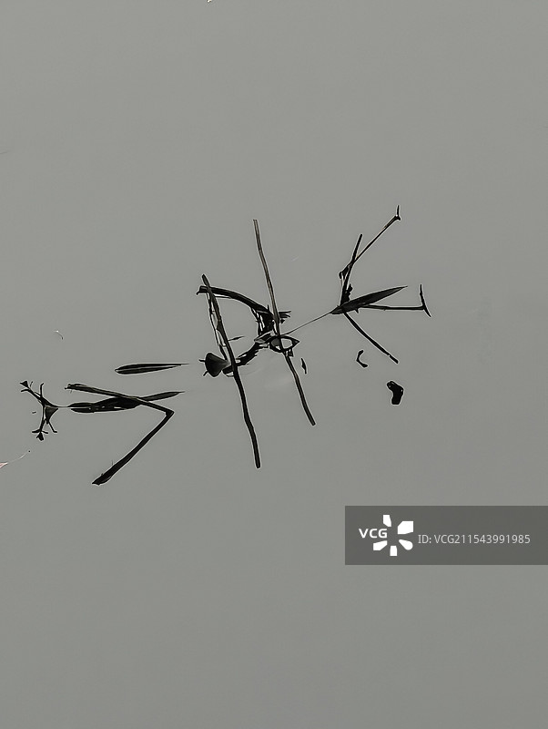 鱼虾水中嬉戏图片素材