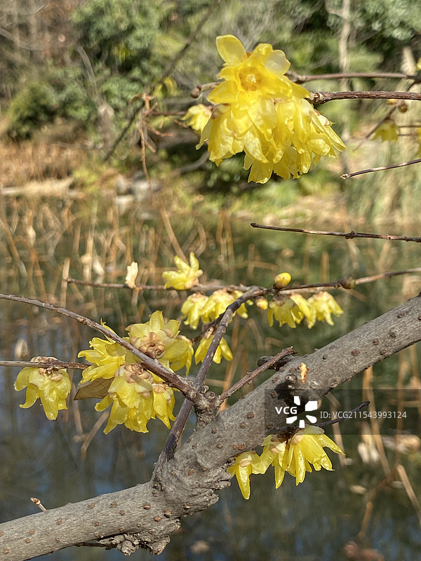 干枝腊梅花图片素材