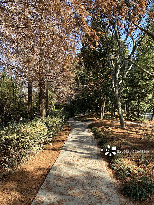 上海植物园冬日风景图片素材