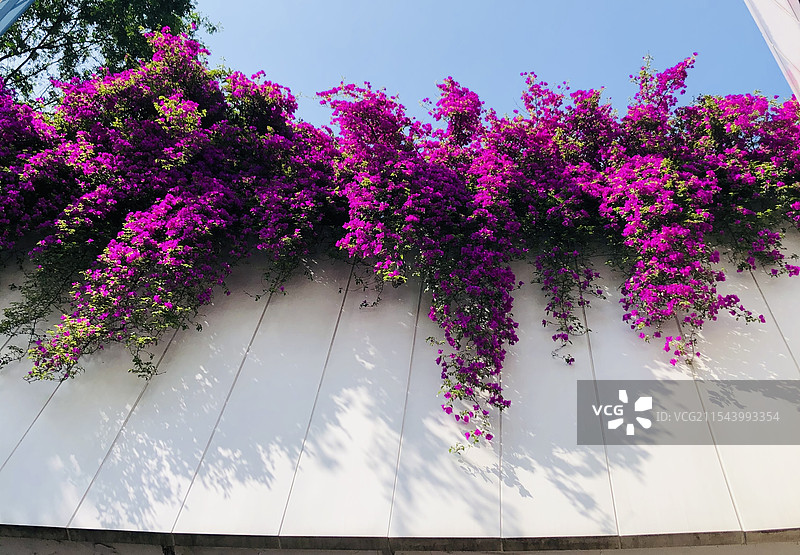 三角梅图片素材