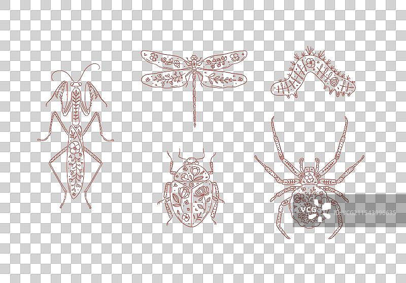 甲虫 螳螂 蜻蜓 蜘蛛 毛毛虫图片素材