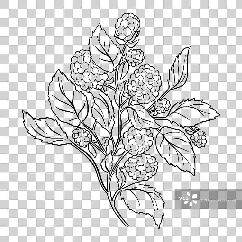 白色背景上的浆果枝条线条艺术图片素材