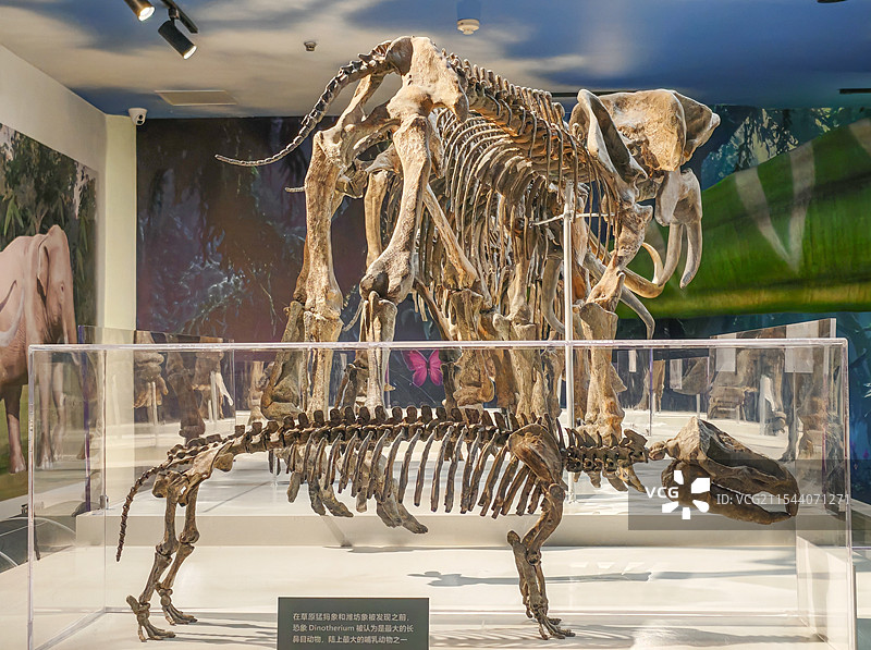 在草原猛犸象和潍坊象被发现之前恐象被认为是最大的长鼻目动物 潍坊市博物馆图片素材