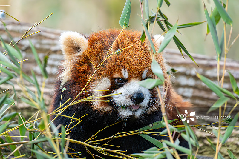 小熊猫图片素材