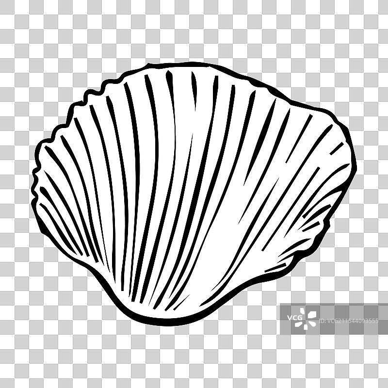 手绘海洋贝壳图片素材