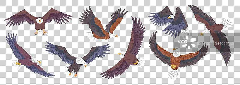 秃头鹰飞翔图标集，美洲鹰与图片素材