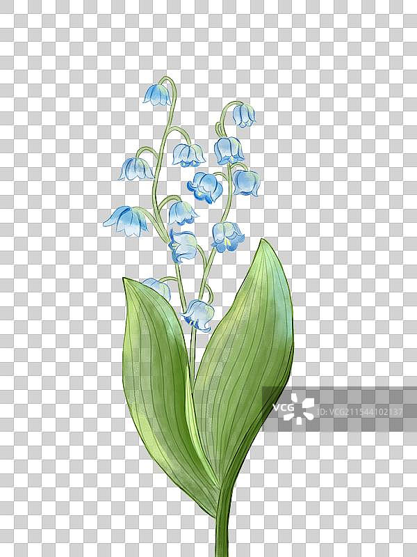 水彩植物花卉蓝色铃兰图片素材