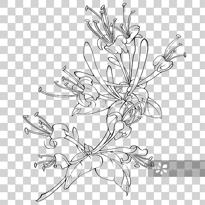 金银花手绘中药材水彩插画图片素材