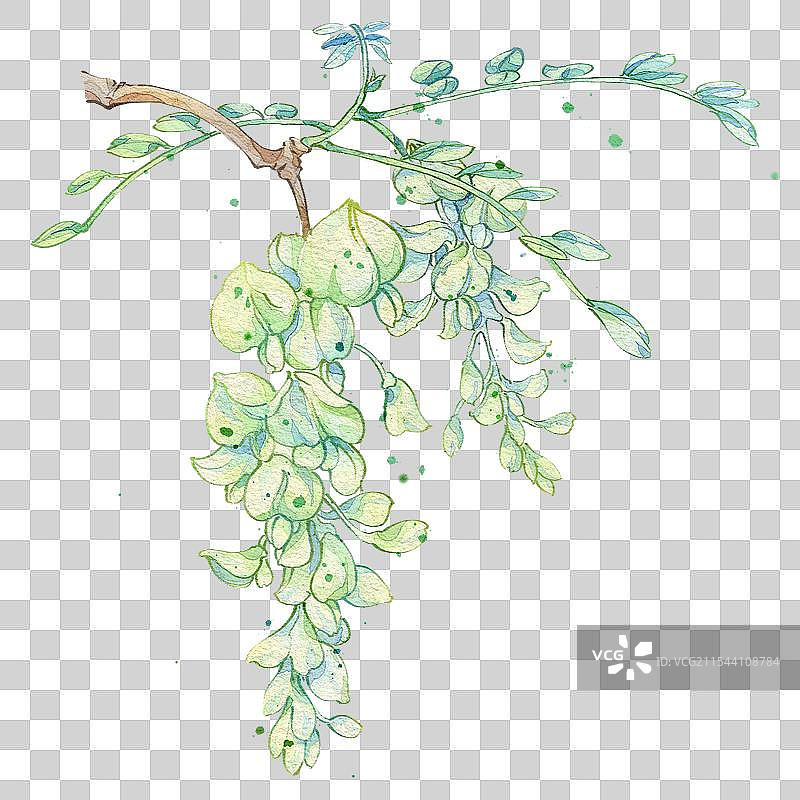 槐花手绘中药材水彩插画图片素材