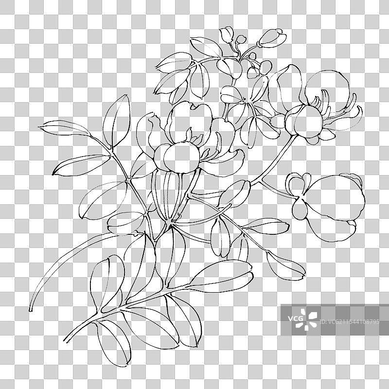 决明子手绘中药材水彩插画图片素材