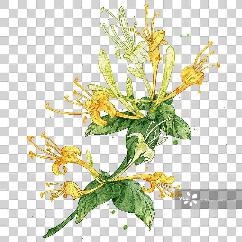 金银花手绘中药材水彩插画图片素材