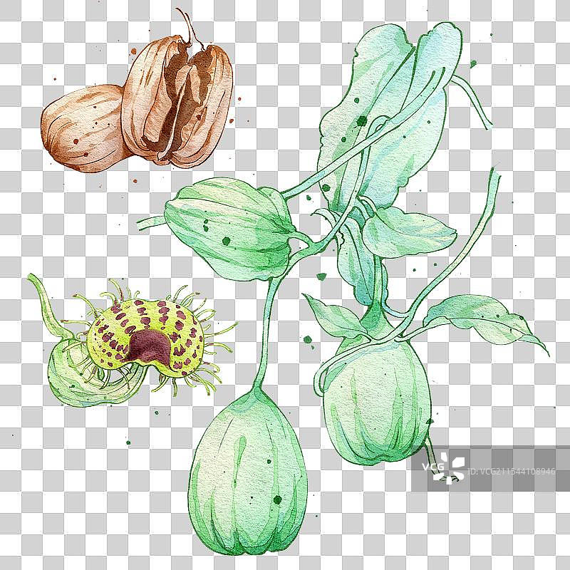 马兜铃手绘中药材水彩插画图片素材