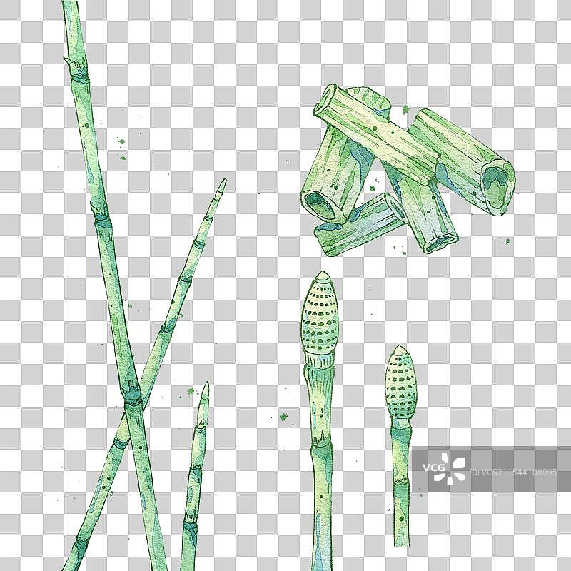 木贼手绘中药材水彩插画图片素材