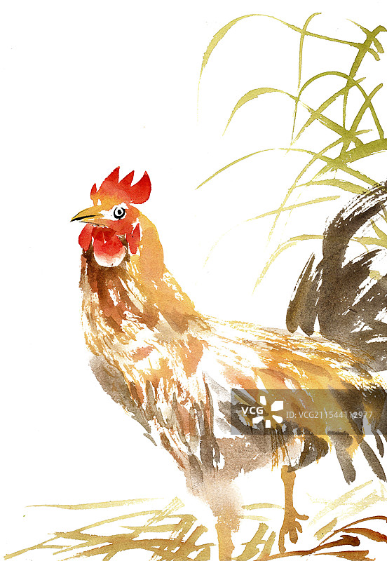 草丛里的公鸡图片素材