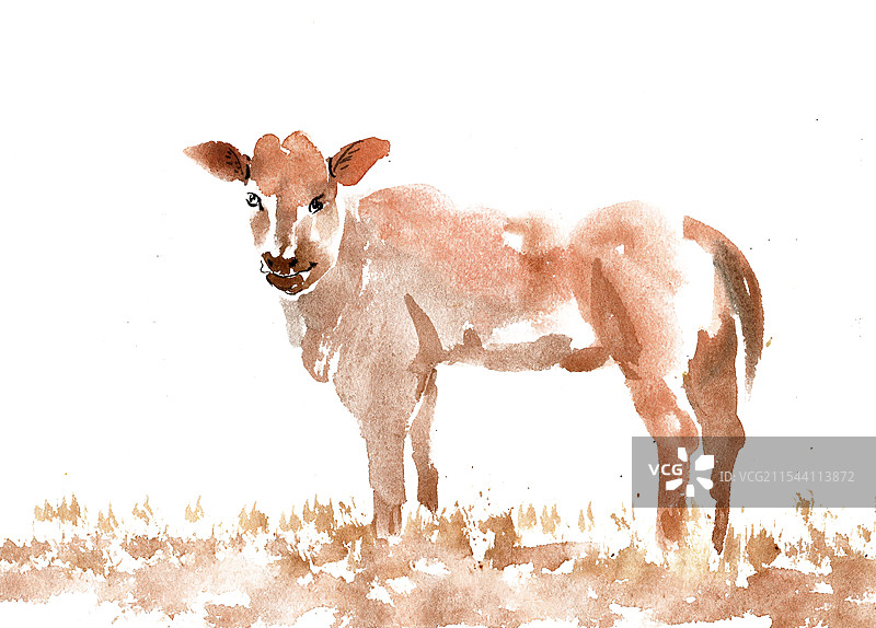 休憩的牛图片素材