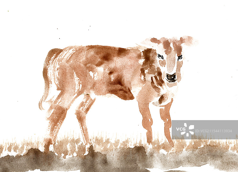 站立的牛图片素材