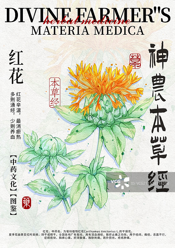 红花手绘中药材水彩插画设计模版竖版图片素材