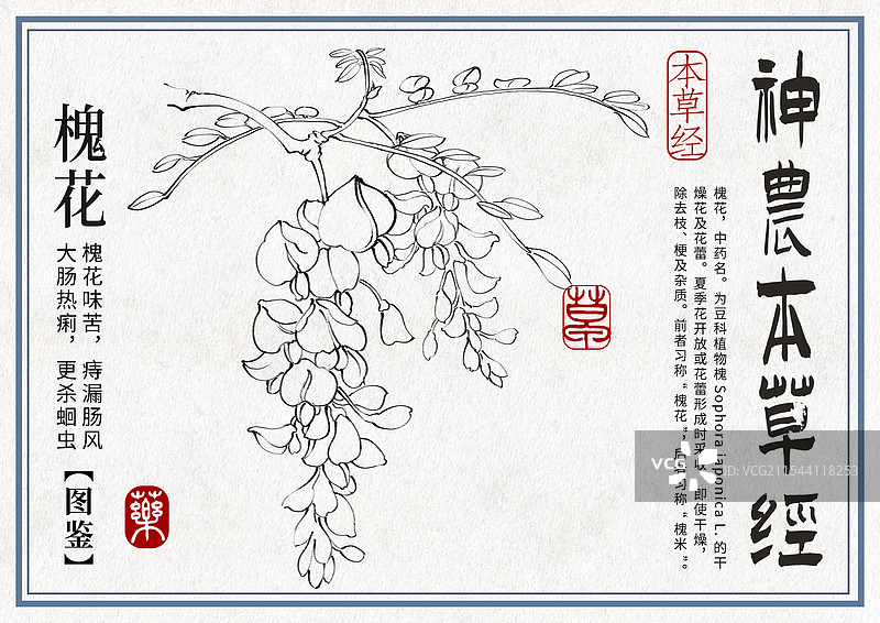 槐花手绘中药材水彩插画设计横版模版图片素材