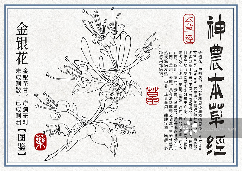 金银花手绘中药材水彩插画设计横版模版图片素材