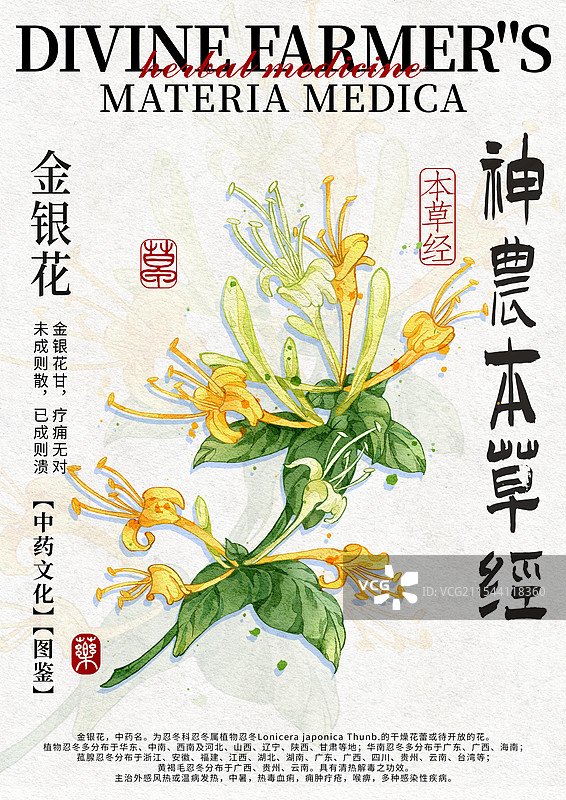 金银花手绘中药材水彩插画设计模版竖版图片素材