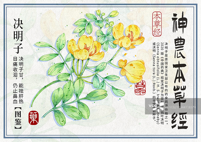 决明子手绘中药材水彩插画设计横版模版图片素材