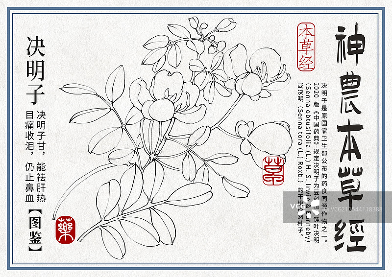 决明子手绘中药材水彩插画设计横版模版图片素材