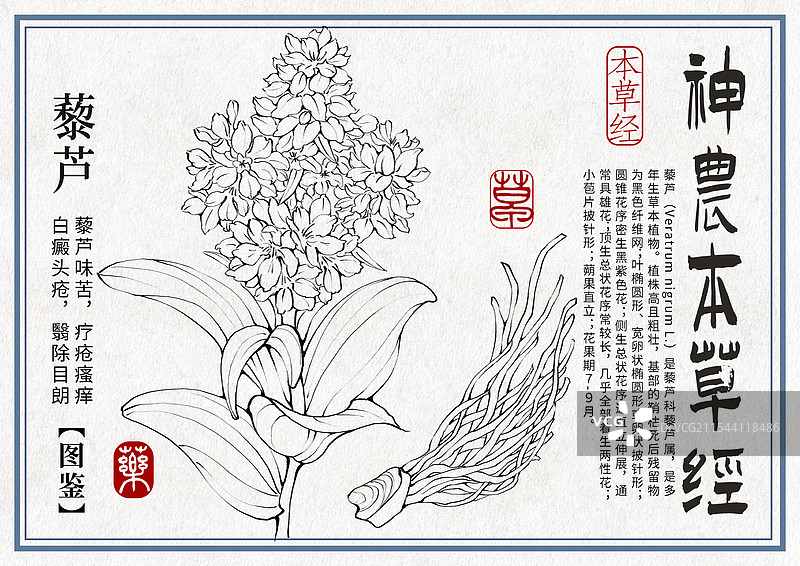 藜芦手绘中药材水彩插画设计横版模版图片素材