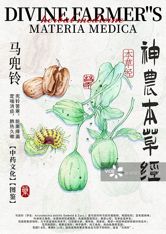 马兜铃手绘中药材水彩插画设计模版竖版图片素材