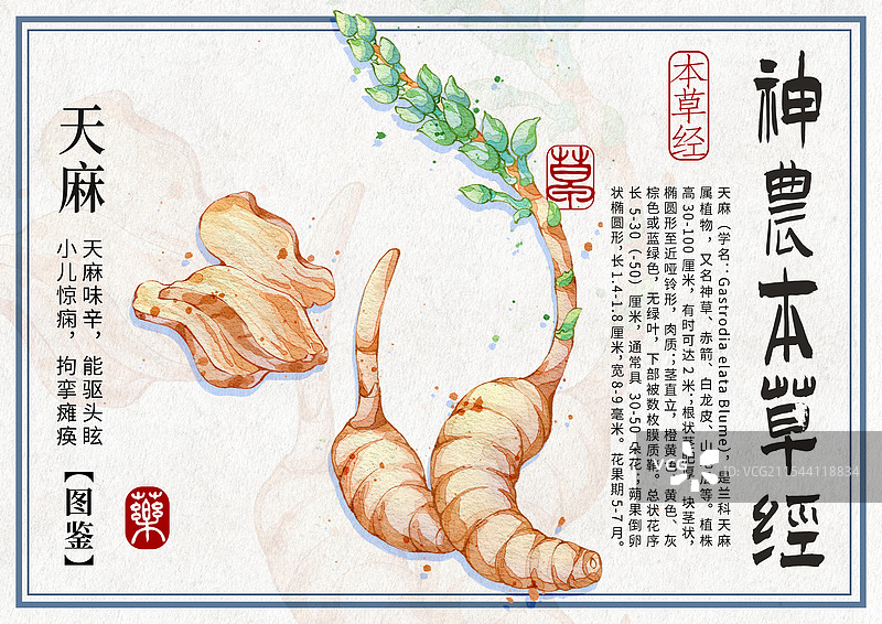 天麻手绘中药材水彩插画设计横版模版图片素材