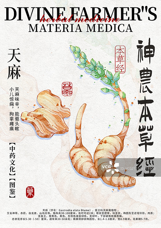 天麻手绘中药材水彩插画设计模版竖版图片素材