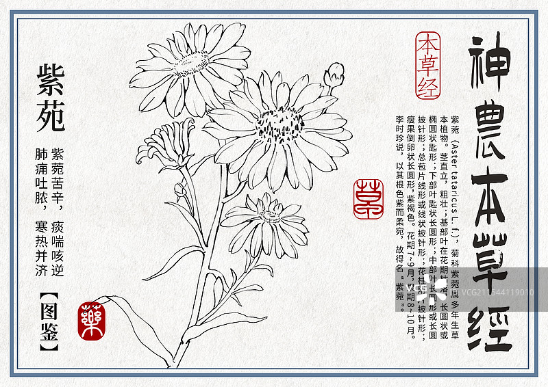 紫苑手绘中药材水彩插画设计横版模版图片素材