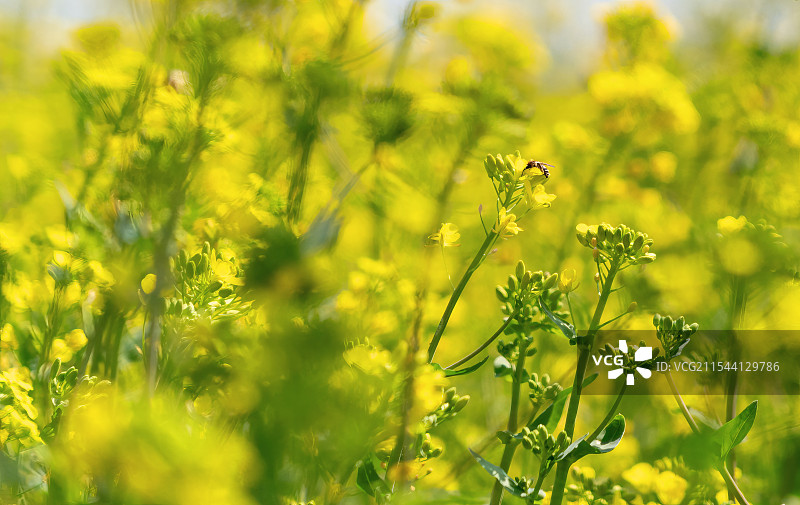 风景，春天的色彩，油菜花图片素材