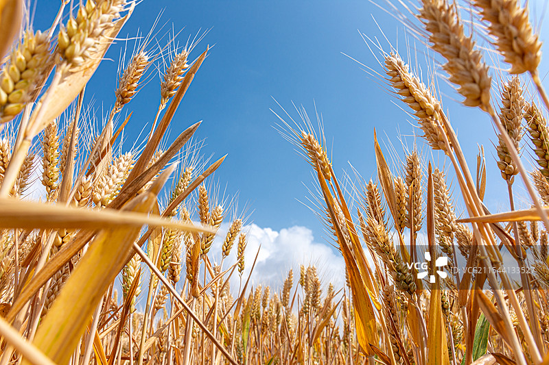 蓝天下麦子的广角特写镜头图片素材