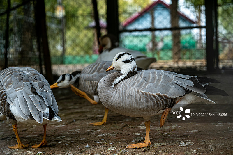 泰山花海动物园图片素材