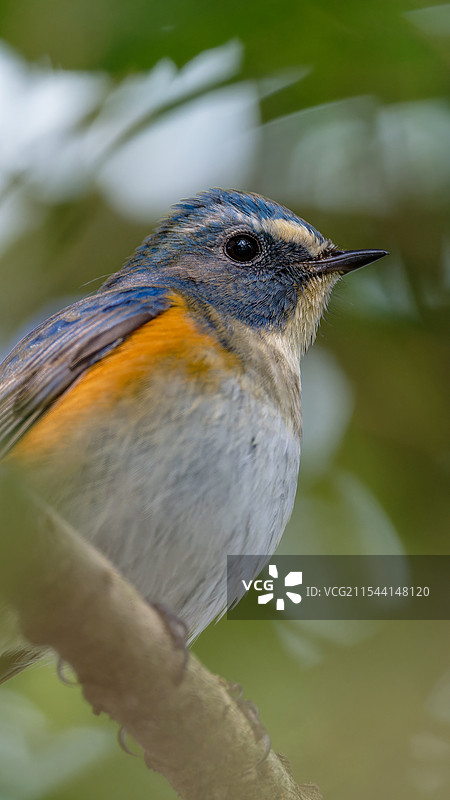小鸟 红胁蓝尾鸲 蓝色的鸟 鸟类图片素材